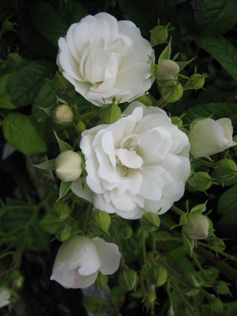 White Ramblers & Climbers