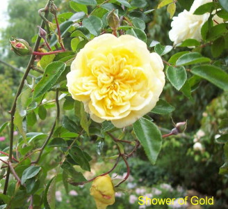 Yellow/Apricot Ramblers & Climbers