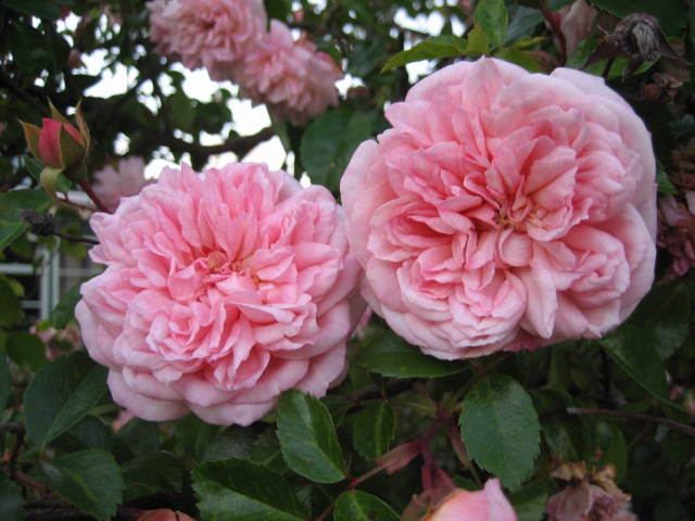 Pink Ramblers & Climbers