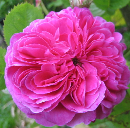 Bush and Shrub Roses