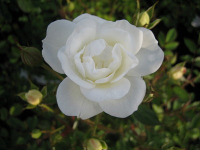 White Bush & Shrub Roses