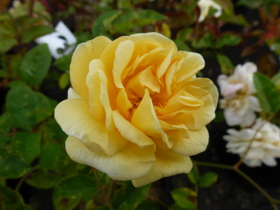 Yellow/Apricot Bush & Shrub Roses