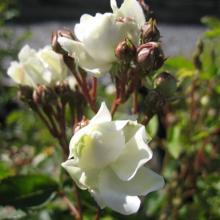 Annamarie de Montravel